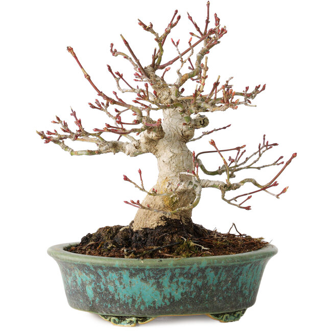 Acer palmatum, 16,5 cm, ± 30 anni, in un vaso giapponese fatto a mano da Eime Yozan