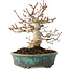 Acer palmatum, 16,5 cm, ± 30 years old, in a handmade Japanese pot by Eime Yozan