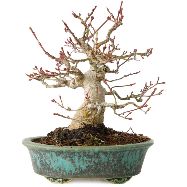 Acer palmatum, 16,5 cm, ± 30 años, en una maceta japonesa hecha a mano por Eime Yozan