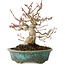 Acer palmatum, 16,5 cm, ± 30 years old, in a handmade Japanese pot by Eime Yozan