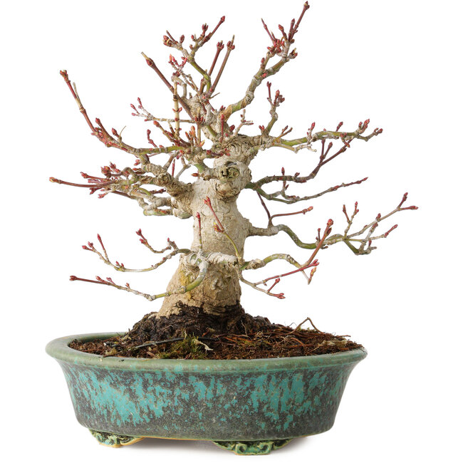 Acer palmatum, 16,5 cm, ± 30 years old, in a handmade Japanese pot by Eime Yozan