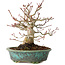 Acer palmatum, 16,5 cm, ± 30 years old, in a handmade Japanese pot by Eime Yozan