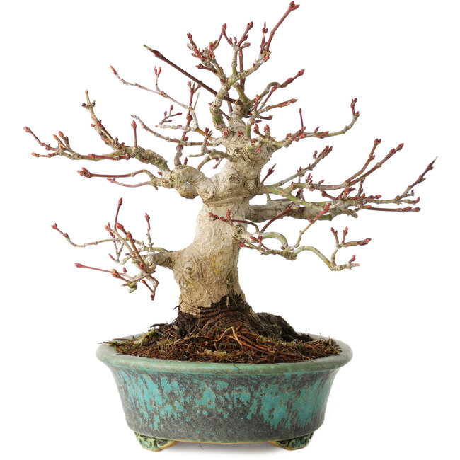 Acer palmatum, 16,5 cm, ± 30 jaar oud, in een handgemaakte Japanse pot van Eime Yozan