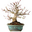 Acer palmatum, 16,5 cm, ± 30 years old, in a handmade Japanese pot by Eime Yozan