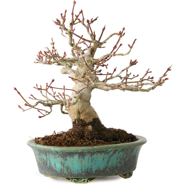 Acer palmatum, 16,5 cm, ± 30 años, en una maceta japonesa hecha a mano por Eime Yozan