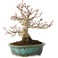 Acer palmatum, 16,5 cm, ± 30 jaar oud, in een handgemaakte Japanse pot van Eime Yozan