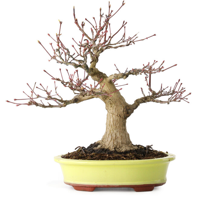 Acer palmatum, 21 cm, ± 30 jaar oud, met een nebari van 12 cm