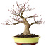 Acer palmatum, 21 cm, ± 30 jaar oud, met een nebari van 12 cm
