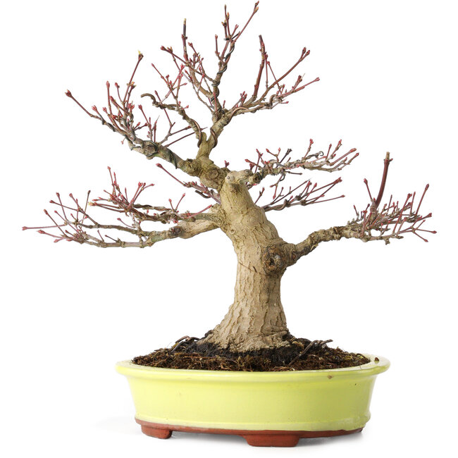 Acer palmatum, 21 cm, ± 30 jaar oud, met een nebari van 12 cm
