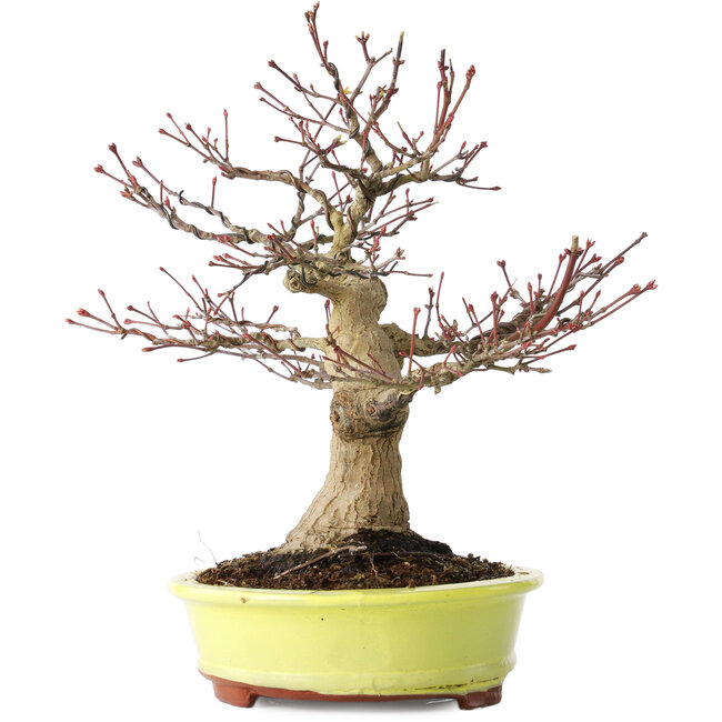 Acer palmatum, 21 cm, ± 30 anni, con un nebari di 12 cm