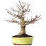 Acer palmatum, 21 cm, ± 30 jaar oud, met een nebari van 12 cm