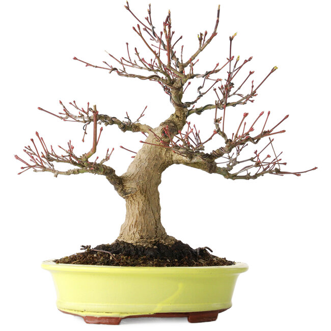Acer palmatum, 21 cm, ± 30 Jahre alt, mit einem Nebari von 12 cm