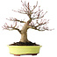 Acer palmatum, 21 cm, ± 30 jaar oud, met een nebari van 12 cm