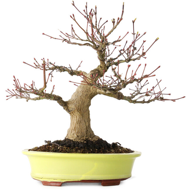 Acer palmatum, 21 cm, ± 30 años, con un nebari de 12 cm