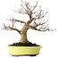 Acer palmatum, 21 cm, ± 30 jaar oud, met een nebari van 12 cm