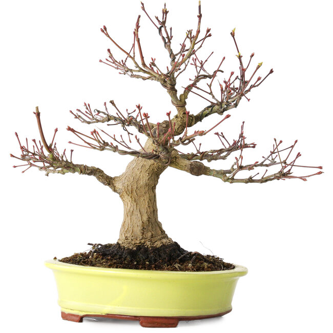 Acer palmatum, 21 cm, ± 30 years old, with a nebari of 12 cm