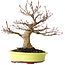Acer palmatum, 21 cm, ± 30 jaar oud, met een nebari van 12 cm