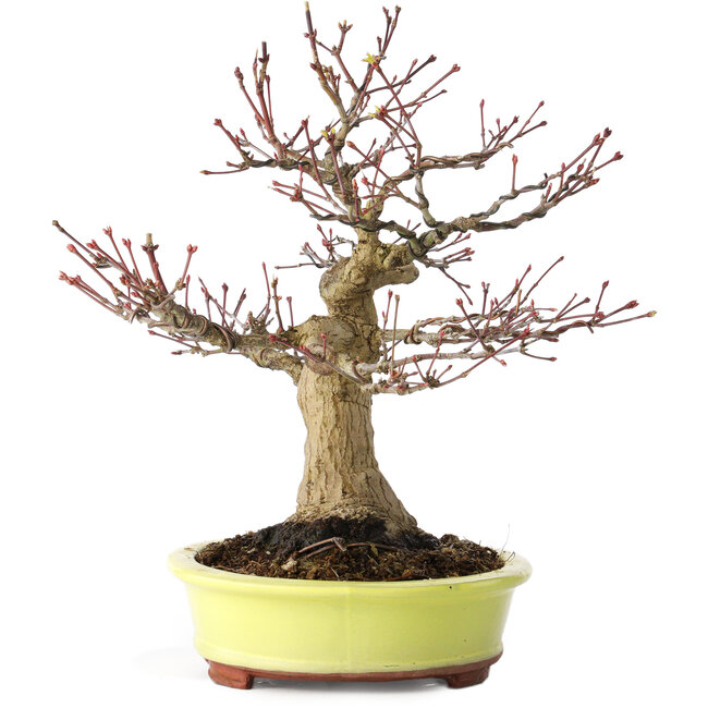 Acer palmatum, 21 cm, ± 30 years old, with a nebari of 12 cm