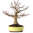 Acer palmatum, 21 cm, ± 30 jaar oud, met een nebari van 12 cm
