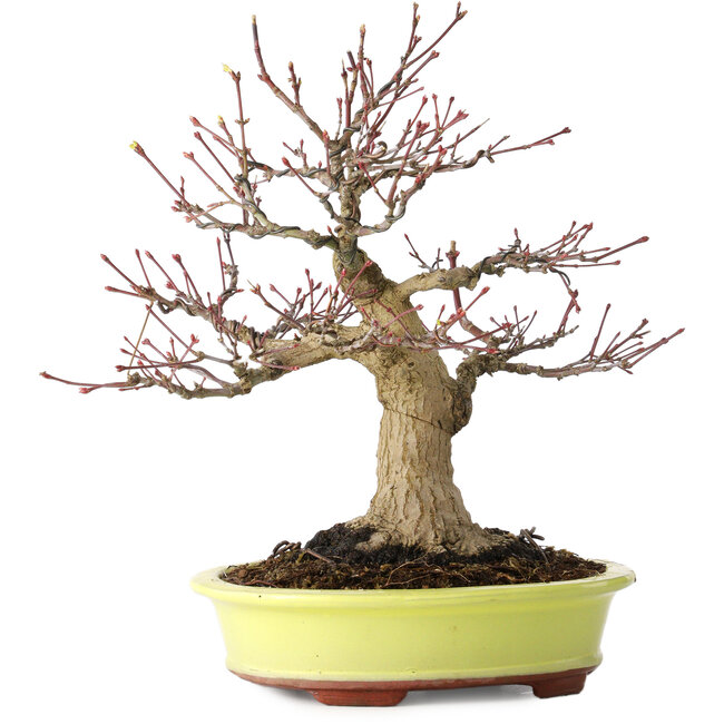 Acer palmatum, 21 cm, ± 30 años, con un nebari de 12 cm