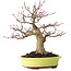 Acer palmatum, 21 cm, ± 30 jaar oud, met een nebari van 12 cm