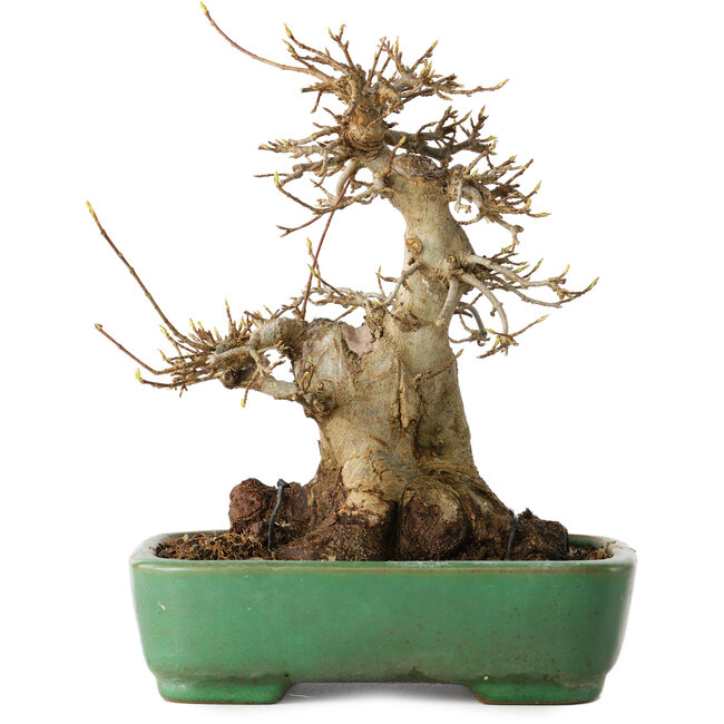Acer buergerianum, 19 cm, ± 30 jaar oud, in een handgemaakte Japanse pot van Yamafusa