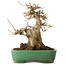 Acer buergerianum, 19 cm, ± 30 jaar oud, in een handgemaakte Japanse pot van Yamafusa