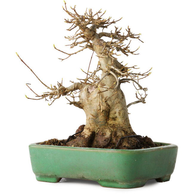 Acer buergerianum, 19 cm, ± 30 years old, in a handmade Japanese pot by Yamafusa