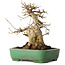 Acer buergerianum, 19 cm, ± 30 jaar oud, in een handgemaakte Japanse pot van Yamafusa