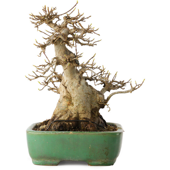 Acer buergerianum, 19 cm, ± 30 ans, dans un pot japonais fait main par Yamafusa