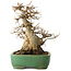 Acer buergerianum, 19 cm, ± 30 jaar oud, in een handgemaakte Japanse pot van Yamafusa