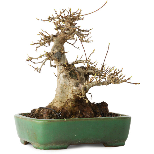 Acer buergerianum, 19 cm, ± 30 ans, dans un pot japonais fait main par Yamafusa
