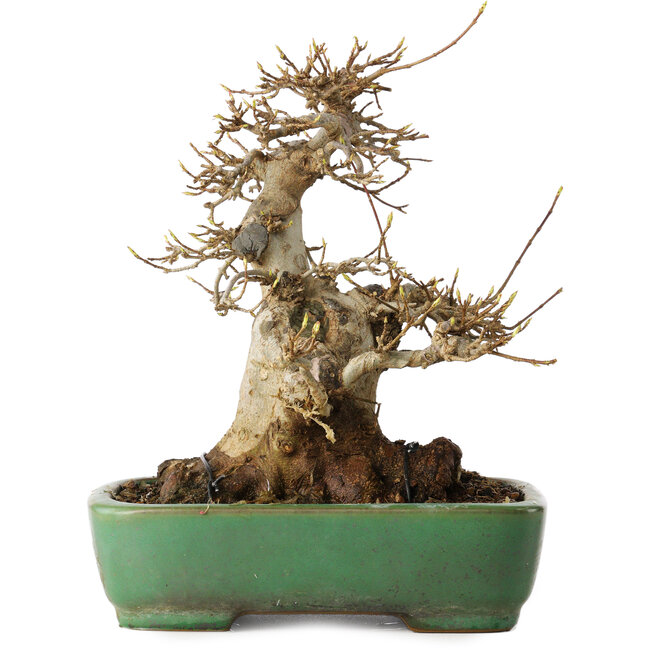 Acer buergerianum, 19 cm, ± 30 years old, in a handmade Japanese pot by Yamafusa