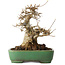 Acer buergerianum, 19 cm, ± 30 jaar oud, in een handgemaakte Japanse pot van Yamafusa
