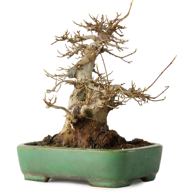 Acer buergerianum, 19 cm, ± 30 years old, in a handmade Japanese pot by Yamafusa