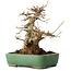 Acer buergerianum, 19 cm, ± 30 jaar oud, in een handgemaakte Japanse pot van Yamafusa