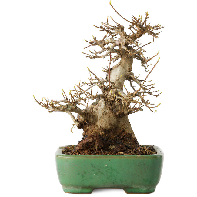 Acer buergerianum, 19 cm, ± 30 años, en una maceta japonesa hecha a mano por Yamafusa