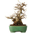 Acer buergerianum, 19 cm, ± 30 ans, dans un pot japonais fait main par Yamafusa