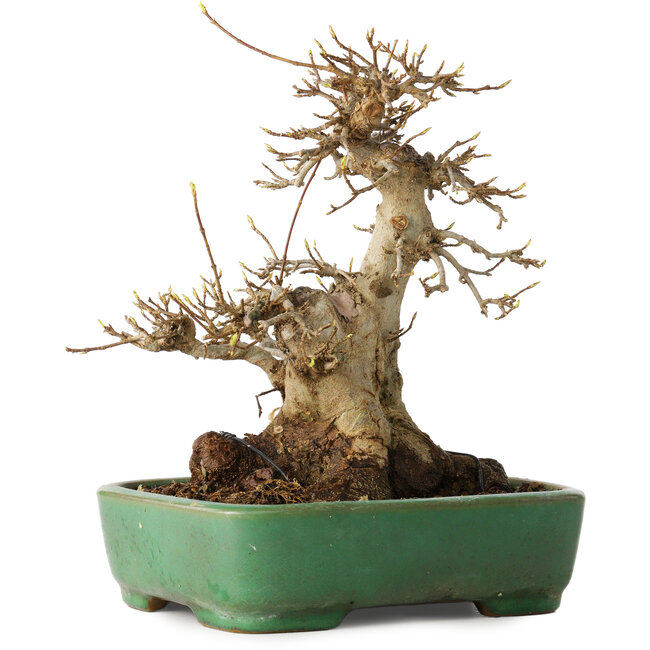 Acer buergerianum, 19 cm, ± 30 años, en una maceta japonesa hecha a mano por Yamafusa