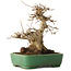 Acer buergerianum, 19 cm, ± 30 jaar oud, in een handgemaakte Japanse pot van Yamafusa