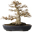 Acer buergerianum, 23 cm, ± 30 anni, con un nebari di 15 cm in un vaso giapponese fatto a mano da Yamafusa