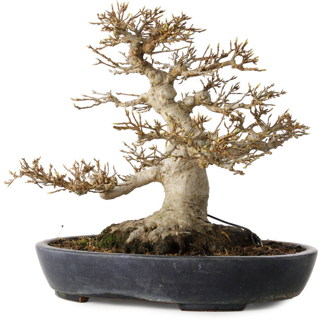 Acer buergerianum, 23 cm, ± 30 ans, avec un nebari de 15 cm dans un pot japonais fait main par Yamafusa