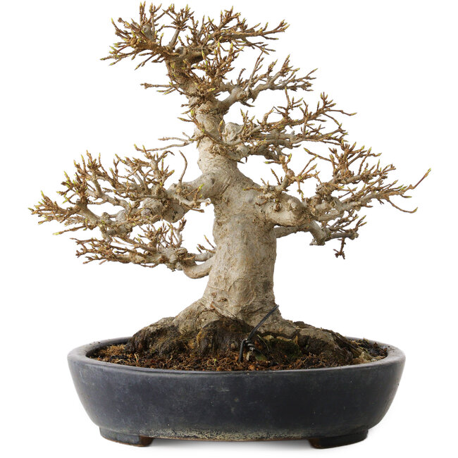 Acer buergerianum, 23 cm, ± 30 Jahre alt, mit einem Nebari von 15 cm in einem handgefertigten japanischen Topf von Yamafusa