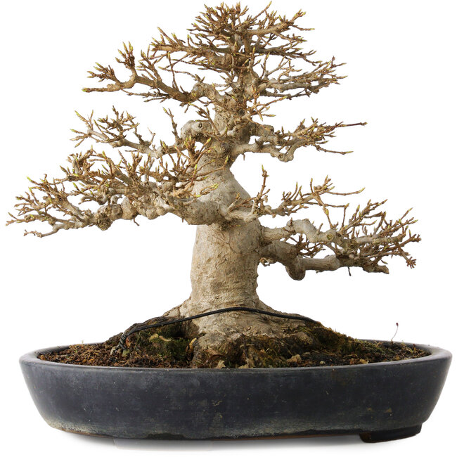 Acer buergerianum, 23 cm, ± 30 years old, with a nebari of 15 cm in a handmade Japanese pot by Yamafusa