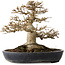 Acer buergerianum, 23 cm, ± 30 anni, con un nebari di 15 cm in un vaso giapponese fatto a mano da Yamafusa