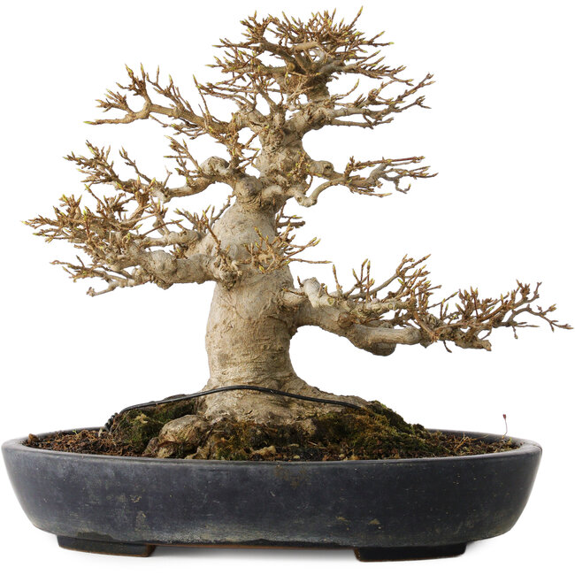 Acer buergerianum, 23 cm, ± 30 years old, with a nebari of 15 cm in a handmade Japanese pot by Yamafusa