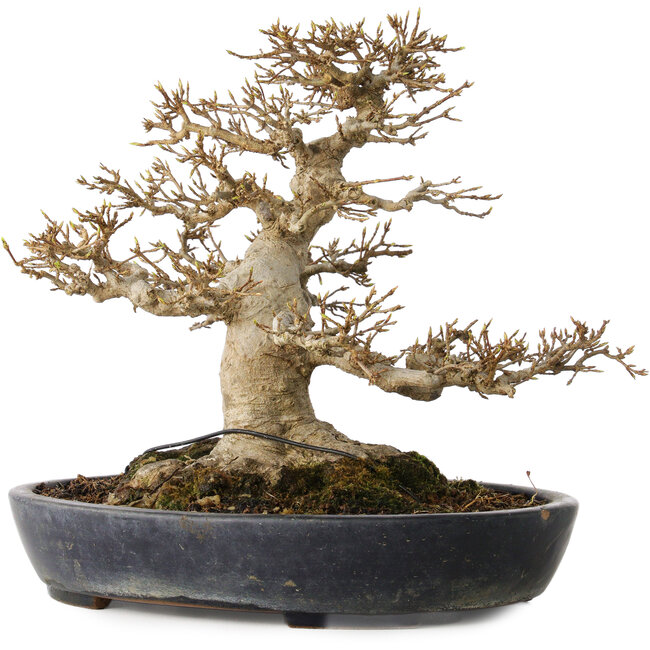 Acer buergerianum, 23 cm, ± 30 jaar oud, met een nebari van 15 cm in een handgemaakte Japanse pot van Yamafusa