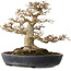 Acer buergerianum, 23 cm, ± 30 anni, con un nebari di 15 cm in un vaso giapponese fatto a mano da Yamafusa