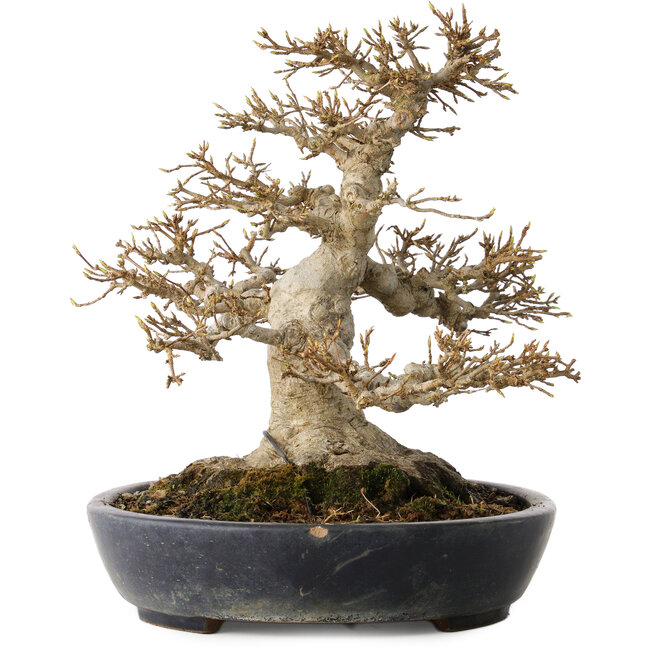 Acer buergerianum, 23 cm, ± 30 ans, avec un nebari de 15 cm dans un pot japonais fait main par Yamafusa