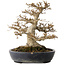 Acer buergerianum, 23 cm, ± 30 anni, con un nebari di 15 cm in un vaso giapponese fatto a mano da Yamafusa